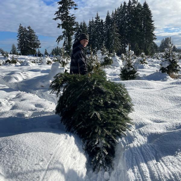 A man dragging a cut-down Christmas tree through a snowy field on a sunny day.