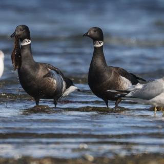 Two Brant gees walk along the shoreline of a beach.