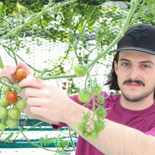 Tyler Worthing prunes tomato leaves.