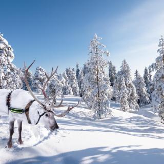 An animal with a rack on its head in a snowy landscape