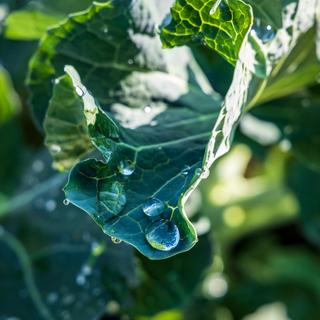 Kale with dew droplets on the leaves.