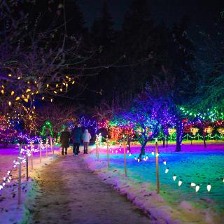 Three people walk along a lighted path that is illuminated with a rainbow light projection. Trees along the side of the path are strung with white, yellow, green and blue lights.