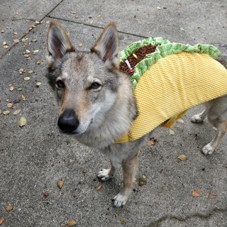 A medium-sized dog is dressed up as a taco for Halloween