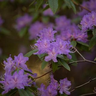 A branch of purple rhododendrons