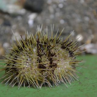 A sea urchin with brown stripes and green spikes.