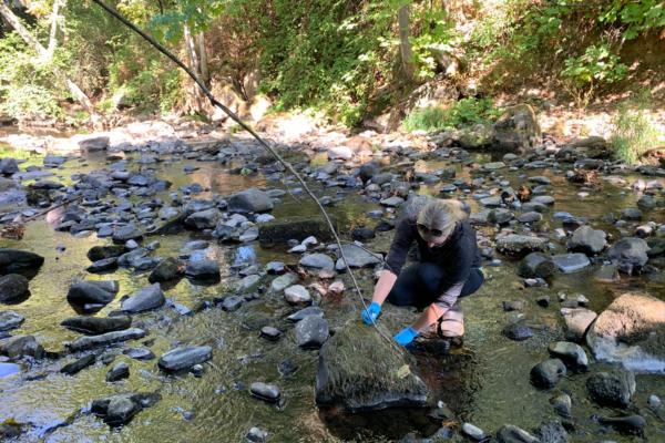 Biologist, Ally Badger, kneels in a river surrounded by rocks and water while collecting samples.