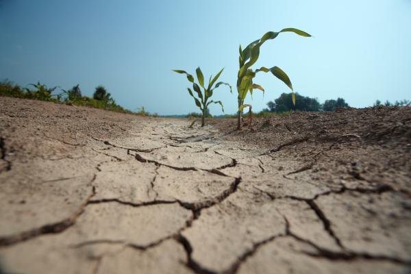 A parched, drought landscape