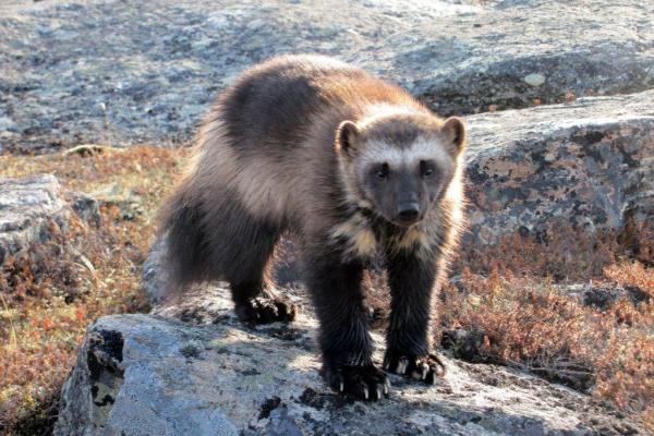 A wolverine stands on a pale grey rock in the wilderness.