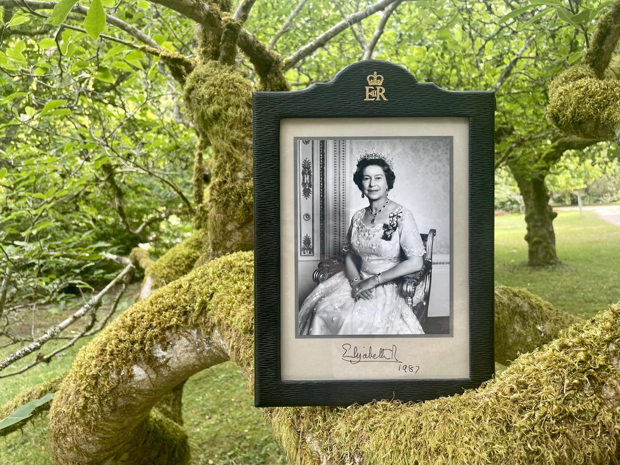 Signed portrait of Queen Elizabeth on a tree branch