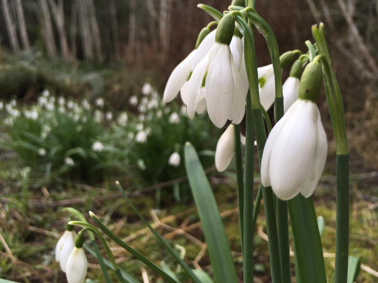 A bundle of white snowdrops are starting to bloom at Milner Gardens & Woodland