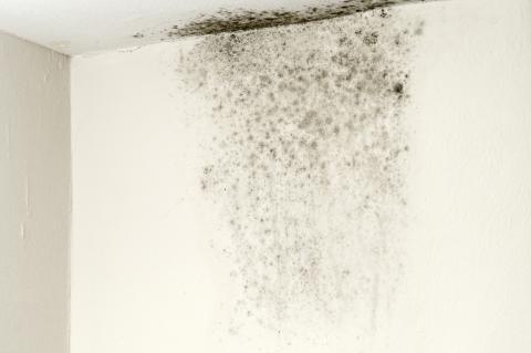 Mold on a wall