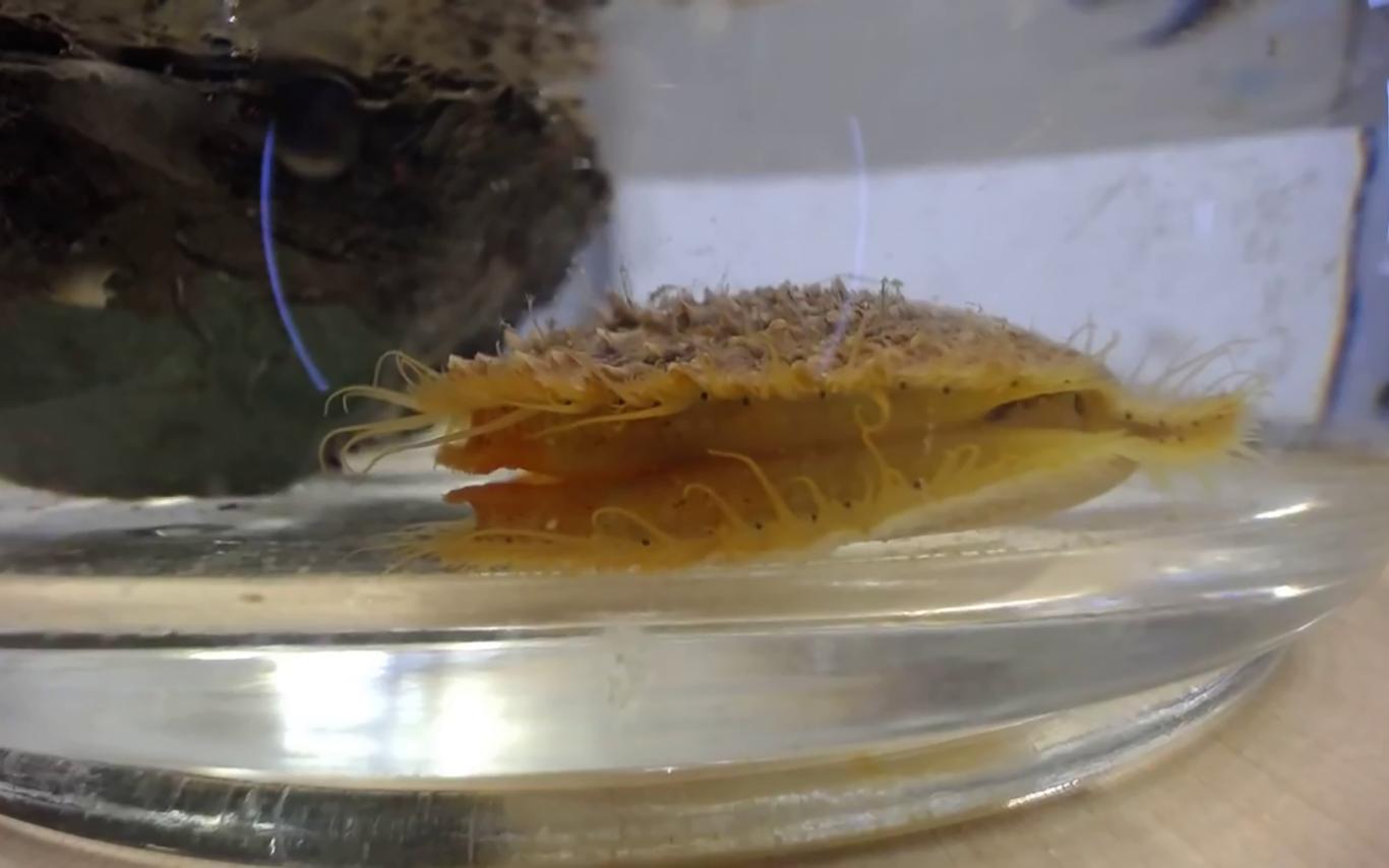 A yellow and tan scallop sits in the bottom of a bowl filled with water.